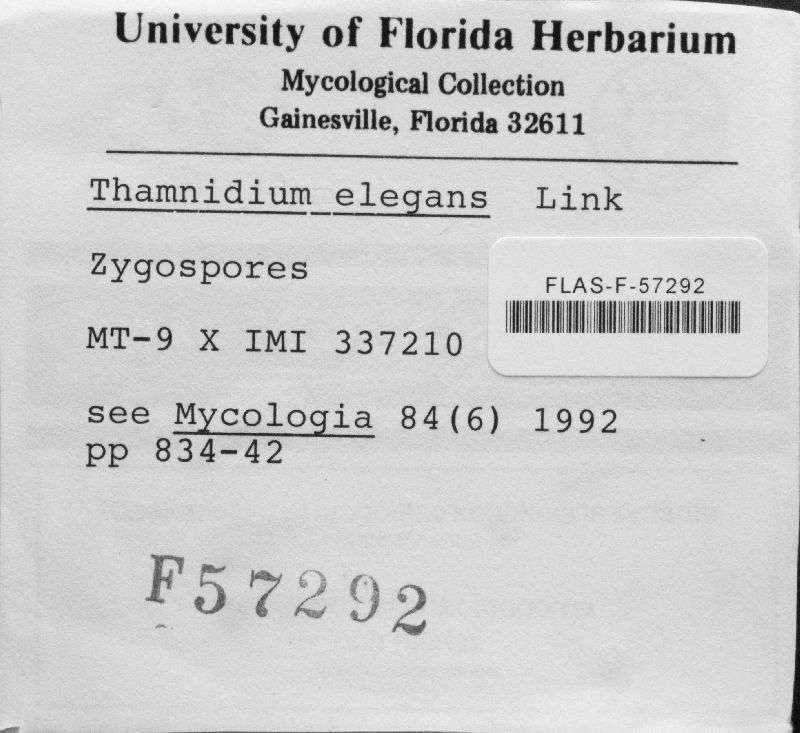 Thamnidium elegans image
