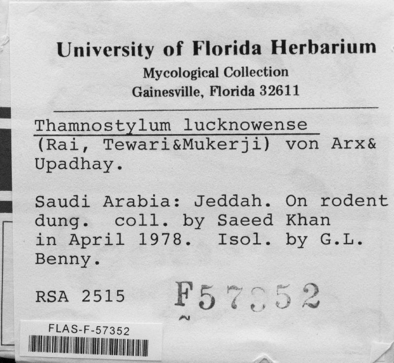 Thamnostylum lucknowense image