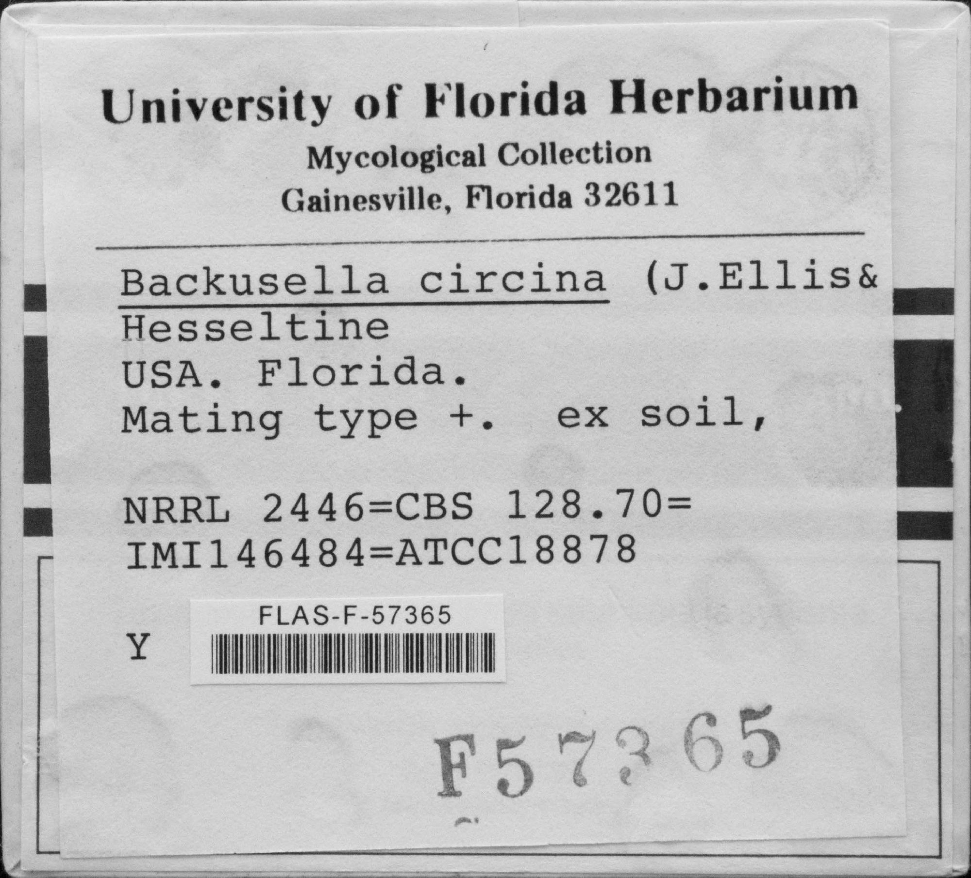 Backusella circina