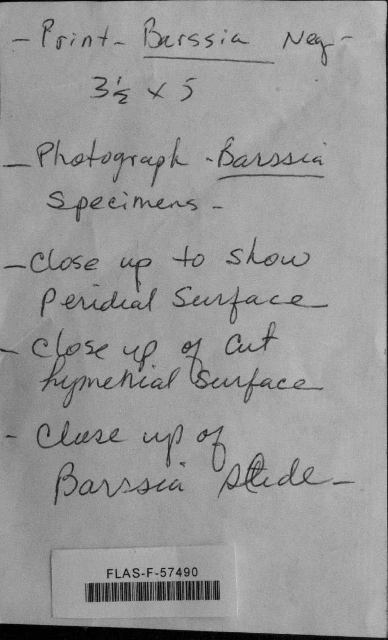 Barssia oregonensis image