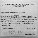 Syncephalis nodosa image