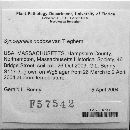 Syncephalis nodosa image