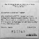 Syncephalis nodosa image