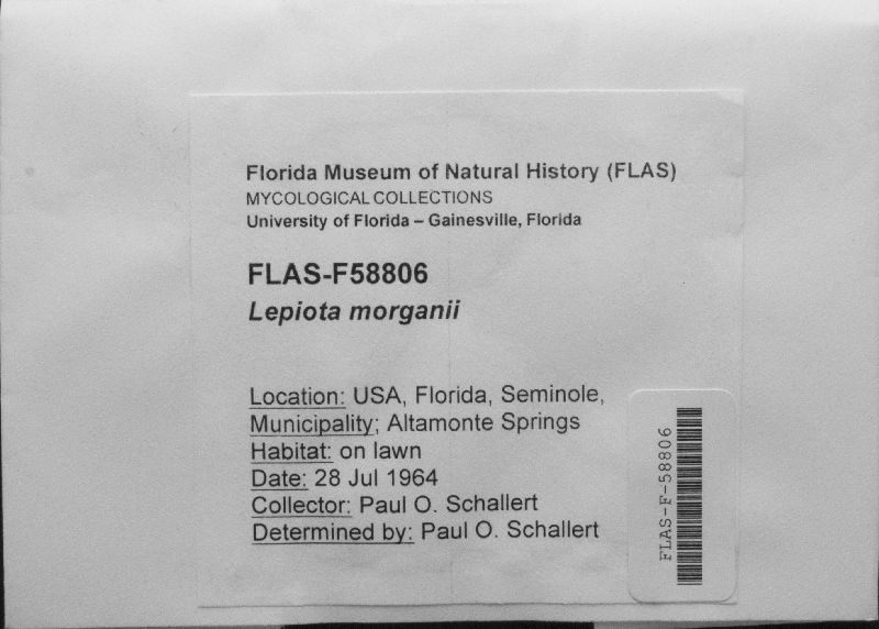 Lepiota morganii image