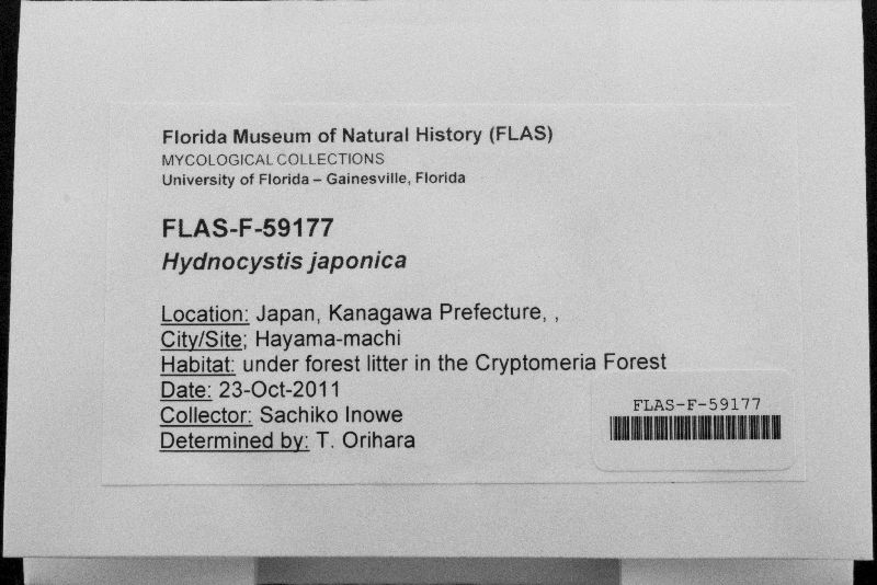 Hydnocystis japonica image