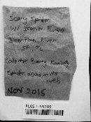 Sporodiniella umbellata image