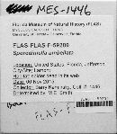 Sporodiniella umbellata image