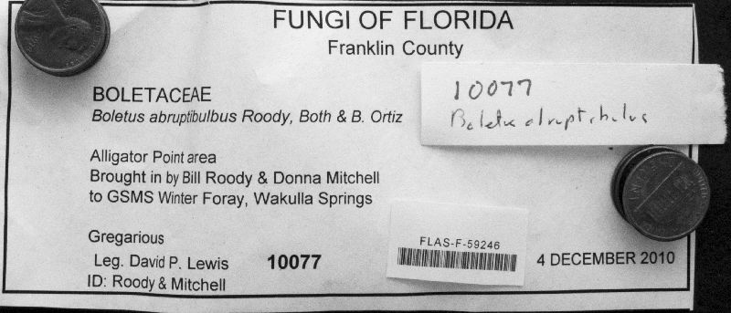 Boletus abruptibulbus image