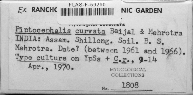 Piptocephalis benjaminii image