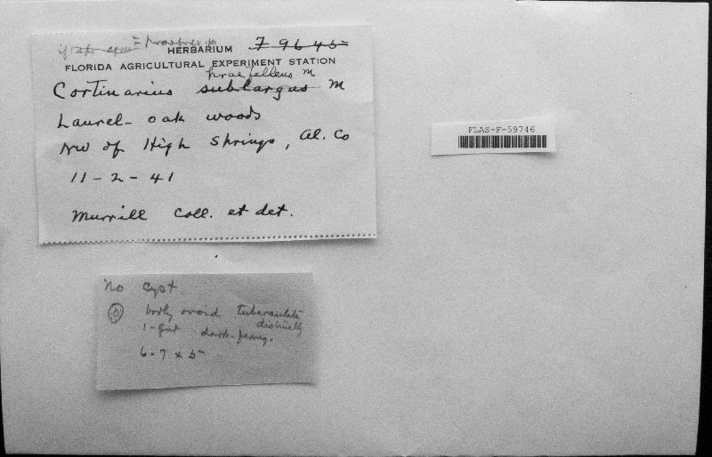 Cortinarius praefelleus image