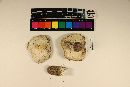 Tricholoma columbetta image