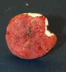 Russula pulchra image