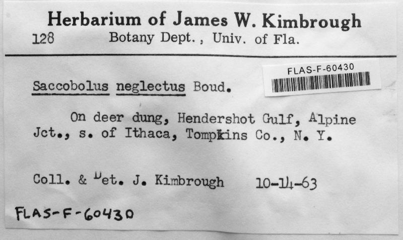 Saccobolus depauperatus image