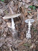 Amanita murrilliana image
