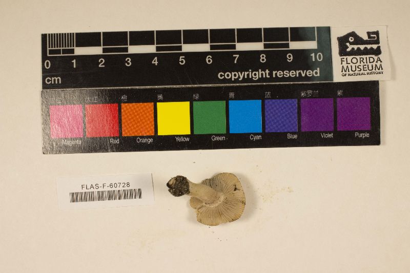 Inocybe dunensis image