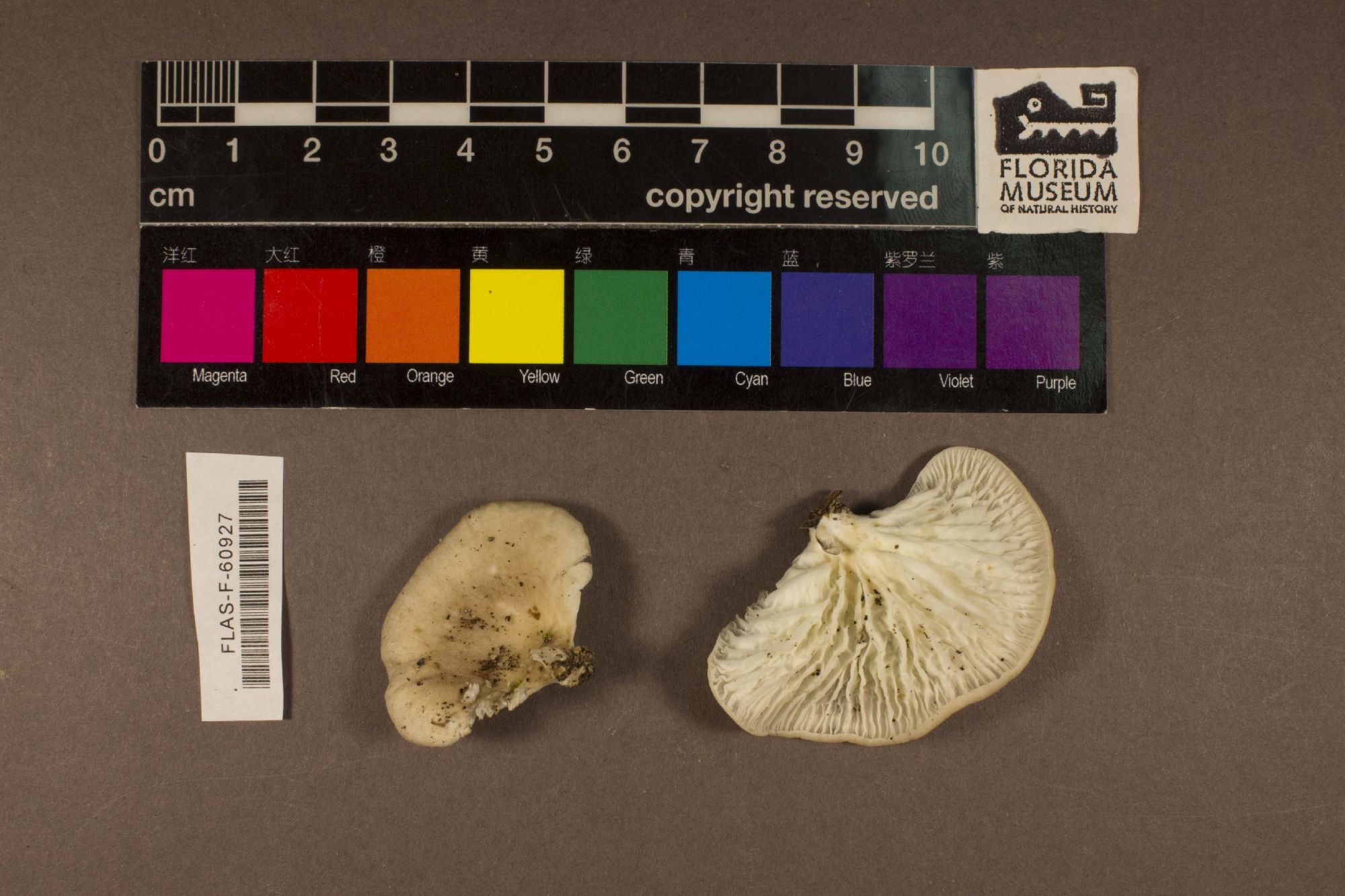 Neonothopanus