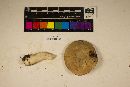 Tylopilus rubrobrunneus image