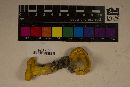 Cantharellus appalachiensis image