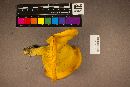 Omphalotus subilludens image