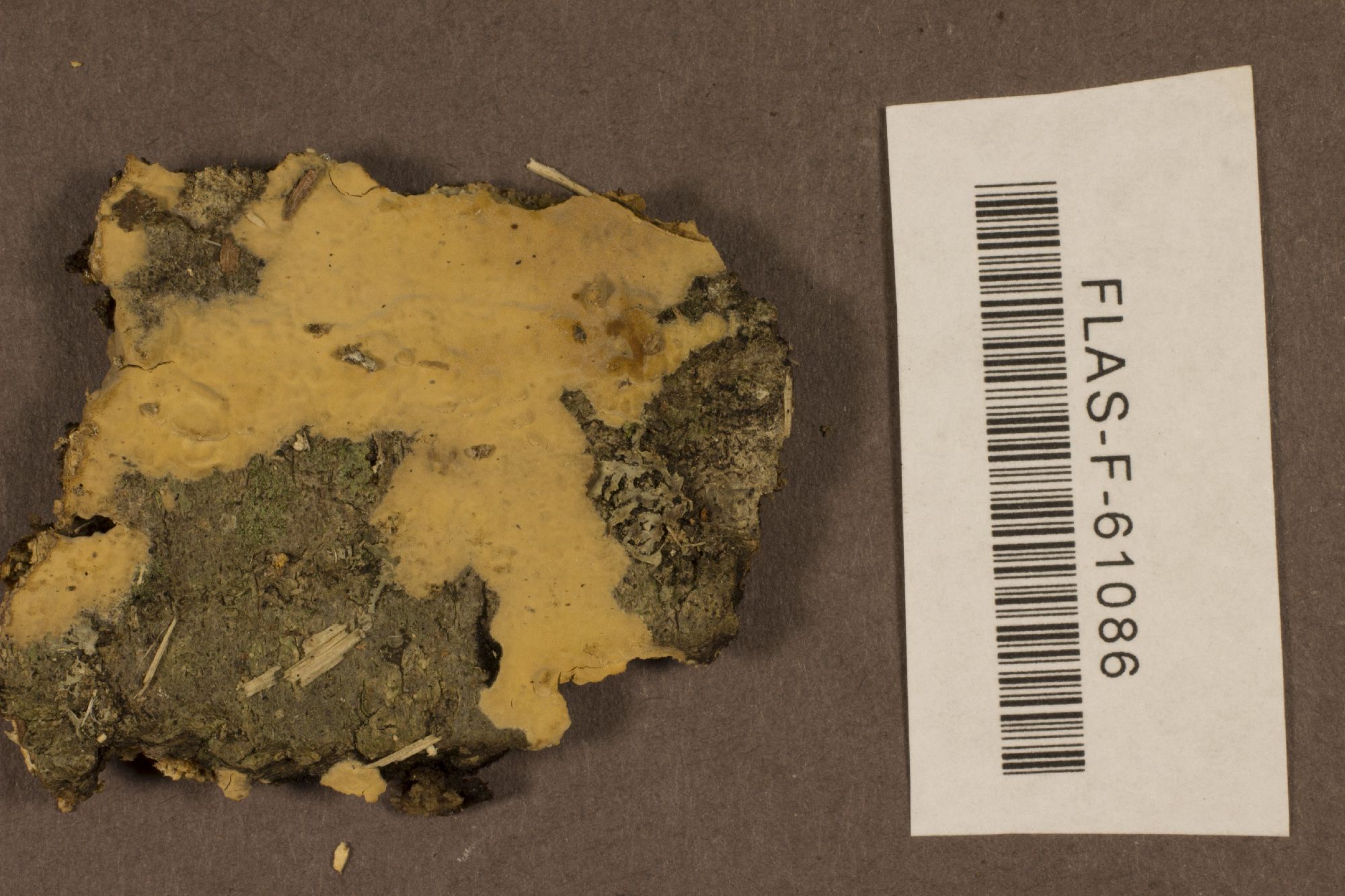 Dichostereum thumbnail