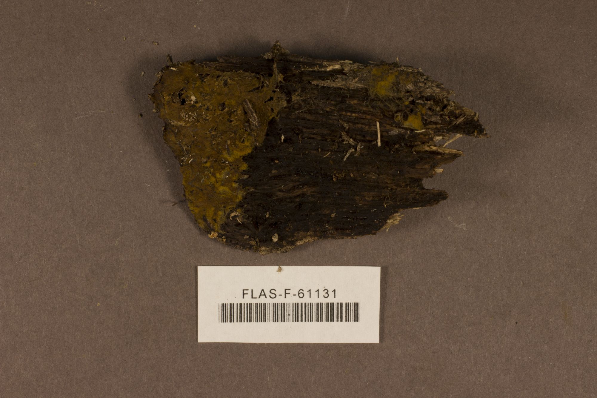 Xenasmatella