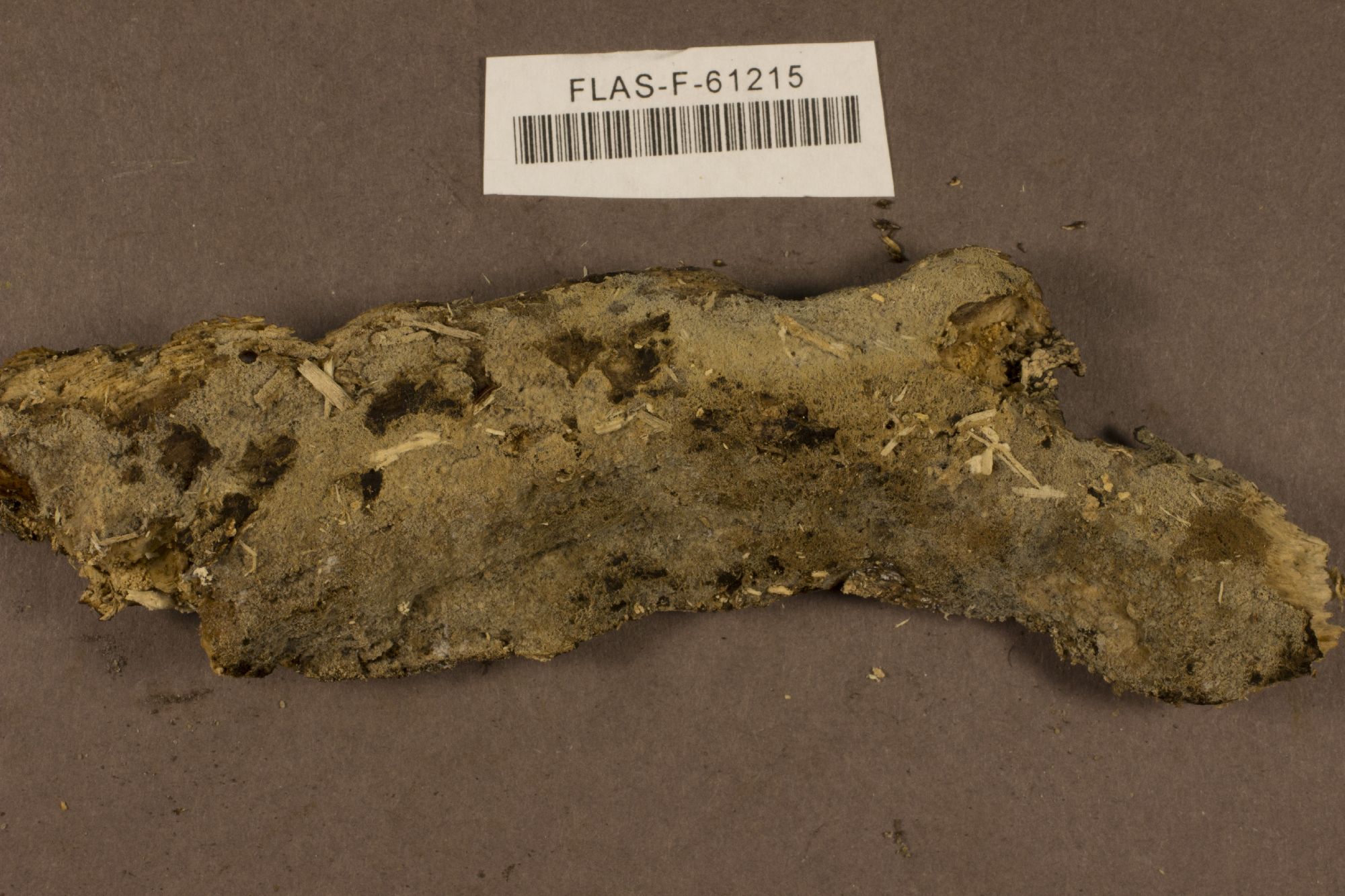 Subulicystidium