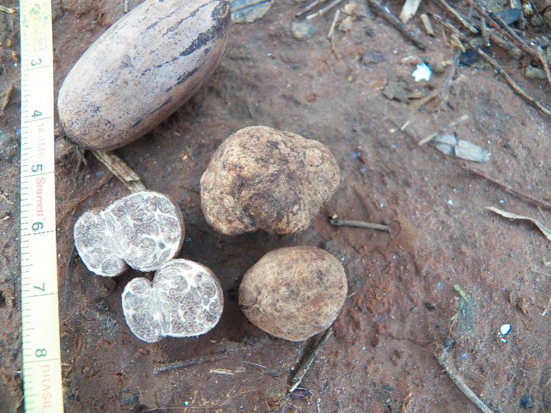 Tuber floridanum image