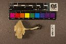 Clitocybe gibba image