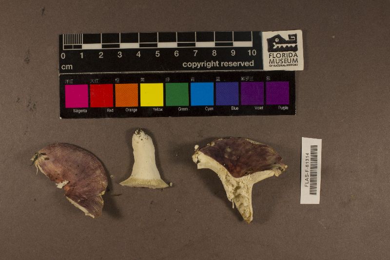 Russula variicolor image