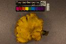 Omphalotus subilludens image