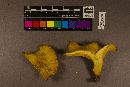 Omphalotus subilludens image