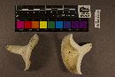Lactarius piperatus image