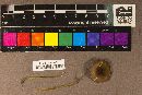 Pluteus phlebophorus image