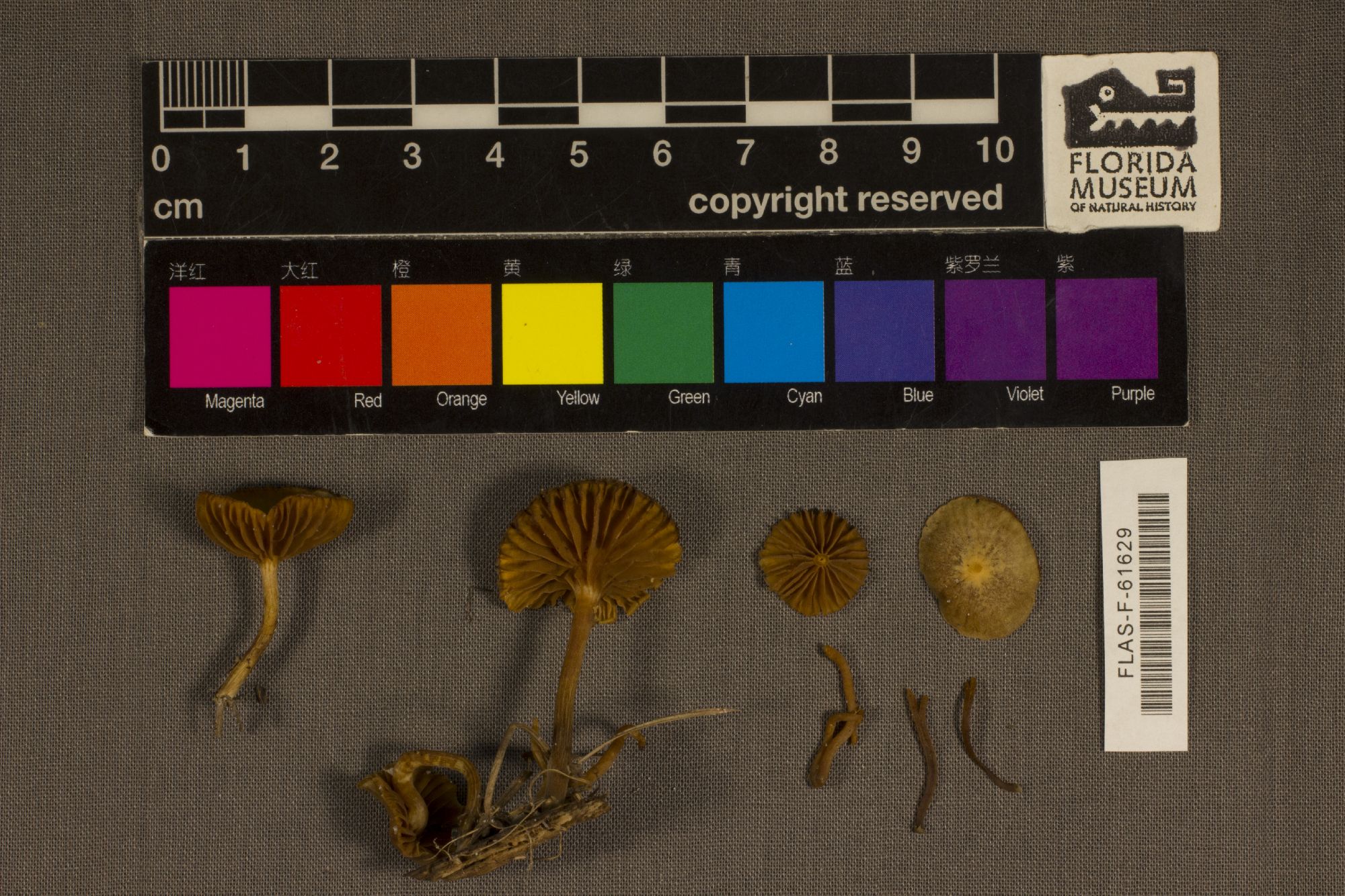 Galerina sulciceps thumbnail