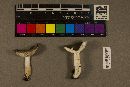 Russula pectinatoides image