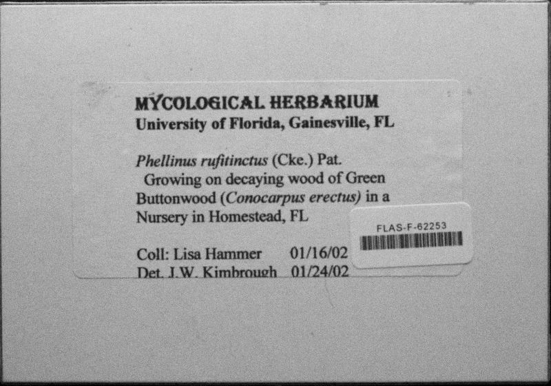 Phellinus rufitinctus image