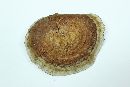 Ganoderma sessile image