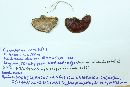 Ganoderma sessile image