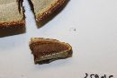 Ganoderma curtisii image