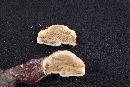 Ganoderma curtisii image