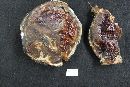 Ganoderma sessile image