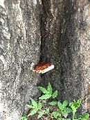 Ganoderma sessile image