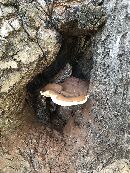 Ganoderma polychromum image