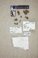 Boletus zelleri image