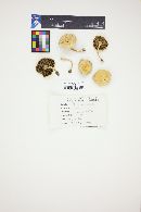 Stropharia coronilla image