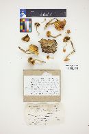 Hypholoma fasciculare var. fasciculare image