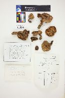 Tricholoma pardinum image
