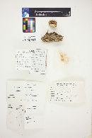 Pluteus petasatus image