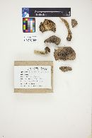 Tricholoma virgatum image