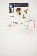 Media resource of Lactarius scrobianulatus